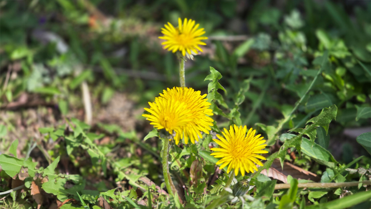 민들레, 댄딜라이언(dandelion), 탄포포(タンポポ)